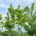 Platan javorolistý (Platanus acerifolia) - výška 450-500 cm, obvod kmeňa: 12/14 cm, kont. C45L
